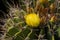 Amazing close-up of a flowering Ferocactus Histrix Cactus