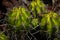 Amazing close-up of a grouping of bright green and yellow Echinopsis Bridgesii cactus with long needles