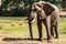 Amazing close up of a huge elephant moving in the bush