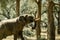 Amazing close up of a huge elephant shaking a tree in the bush