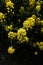 Amazing close-up shot of a beautiful canola flower