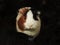 Amazing close-up of a super cute guinea-pig looking straight to the camera isolated on black.