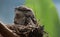 Amazing Close Up of a Tawny Frogmouth in a Nest