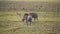 Amazing close-up of two warthogs fighting