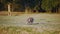 Amazing close-up of a warthog eating