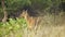 An amazing close-up of a wild female sambar deer