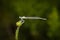 Amazing closeup of damselfly resting on a green flower in the natural environment. Natural sun light Afternoon macro