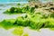 Amazing closeup detailed view of little stones, rocks covered with bright green beautiful seaweed, look like a green sea hair