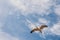 Amazing closeup of a flying European herring gull under the beautiful clouds