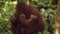 Amazing closeup of orang utan mother with the cub