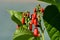 Amazing closeup on a plant in a nature