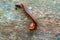 Amazing closeup of a red millipede