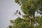 Amazing closeup of two wild oriental pied hornbills