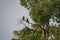 Amazing closeup of two wild oriental pied hornbills