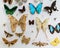 Amazing closeup view of many various colorful butterflies on light grayish background