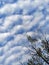 Amazing cloudy blue sky with cirrus clouds and a tree silhouette. Nature wallpaper stock photo