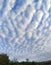 Amazing cloudy blue sky with cirrus clouds and trees silhouettes. Nature wallpaper stock photo