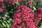 Amazing Cluster of Red Phlox Flowers in a Garden