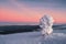 Amazing cold pink dawn over a snowy winter hill. View of the snow-covered tundra and hills. Arctic harsh nature. Mystical fairy