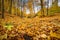 Amazing colorful autumnal forest with fallen golden leaves