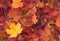 Amazing colorful background of autumn maple tree leaves background close up. Multicolor maple leaves autumn background.