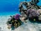 Amazing colorful coral reef and exotic fishes of Red Sea