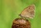 Amazing colorful figured butterfly on green spring meadow during summer