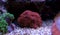 Amazing colorful Lobophyllia LPS coral