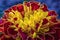 Amazing colorful Marigold flower or Tagetes erecta