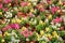 Amazing colorful snapdragon flowers antirrhinum in garden