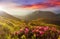 Amazing colorful sundown in mountains with majestic sunlight and pink rhododendron flowers on foreground. Dramatic colorful scene