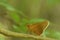 Amazing common redye  matapa aria butterfly.