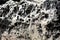 Amazing contrast rock white and black texture