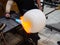 Amazing creation of a work of art from molten glass. The blue flame