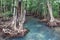 Amazing crystal clear emerald canal with mangrove forest Thapom