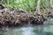 Amazing crystal clear emerald canal with mangrove forest Thapom