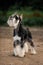 Amazing cute black and white schnauzer stay on road