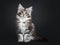 Amazing cute Maine Coon cat kitten, on black background.