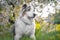 Amazing cute spring portrait of happy and healthy Aussie Australian shepherd dog in the flowering plantation in spring