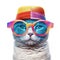 Amazing cutie cat wearing colorful rainbow summer hat and blue sunglasses isolated over white background. Created with generative