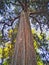 Amazing Cypress Tree