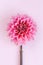 Amazing Dahlia flower on a pink pastel background. Floral background or wallpaper