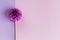 Amazing Dahlia flower on a pink and violet pastel background