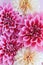 Amazing Dahlia flowers in pink and cream colors on a pink pastel background. Floral background or wallpaper