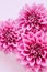 Amazing Dahlia flowers on a pink pastel background. Floral background or wallpaper