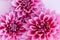 Amazing Dahlia flowers on a pink pastel background. Floral background or wallpaper