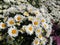 Amazing Daisies