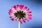 Amazing daisies, Bellis perennis flower head, flowering plants with white pink petals and yellow center