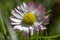 Amazing daisies, Bellis perennis flower heads in the grass, flowering plants with white pink petals and yellow center