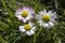 Amazing daisies, Bellis perennis flower heads in the grass, flowering plants with white pink petals and yellow center